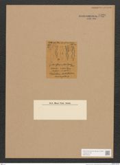 Synedra sp. (de-Toni-Nr.: Genus 66) Zeichnungen Sammlung Grunow Nr. 5420 (NHMW-BOT-W0373516)